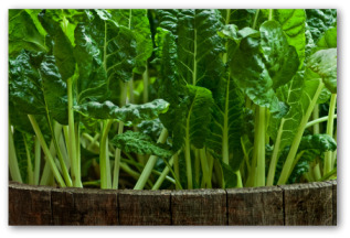 chard swiss growing garden vegetable