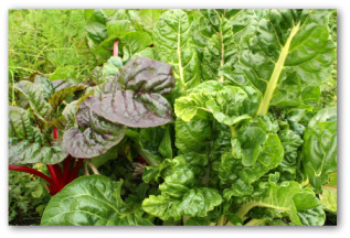 swiss chard growing in a garden