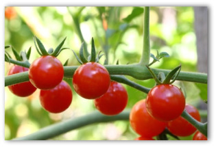 cherry tomatoes growing