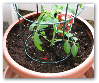 tomato plant growing in a pot