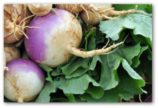 growing turnips
