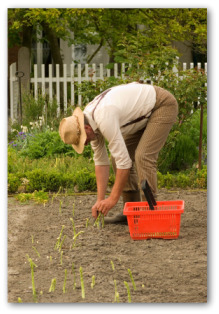 harvesting asparagus
