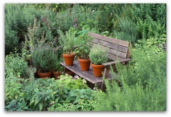 growing rosemary in beautiful potted herb garden