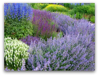 Ornamental Herb Border