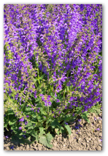 Ornamental Herbs for the Vegetable Garden