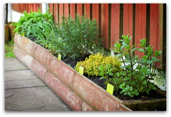 how to grow rosemary