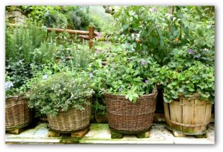home and Garden