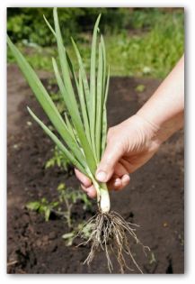 onion plant freshly picked from the ground