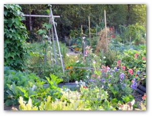 Home Vegetable Garden