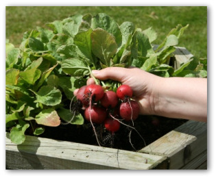 how to container garden