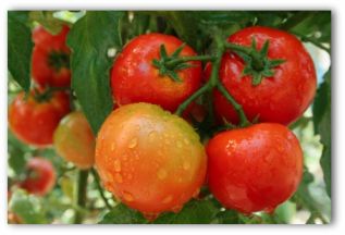 ornamental gardens include all types of tomatoes
