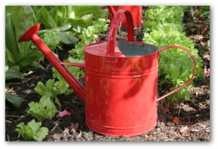 how to grow a garden