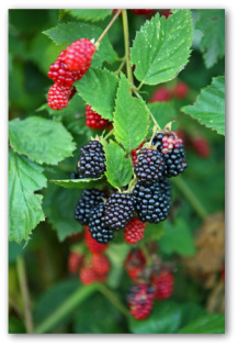 how to grow blackberries