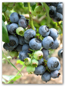 cluster of blueberries growing on the plant