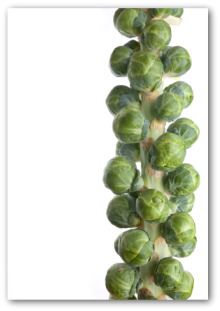 fresh brussel sprout stalk