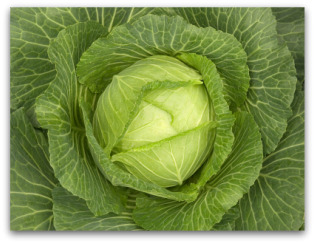 how to grow cabbage