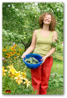 gardener holding cucumbers in a bowl freshly picked from the garden