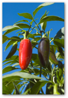 fresh jalapeno peppers growing on the plant