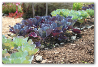 kale seedlings growing outside in a garden