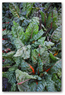 kale plants growing outside