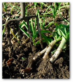 leeks freshly picked from the ground