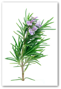 how to grow rosemary
