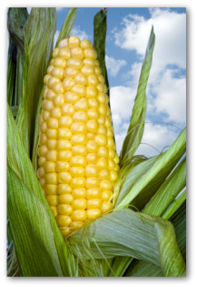 fresh sweet corn ear