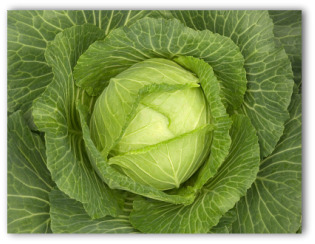 head of cabbage growing