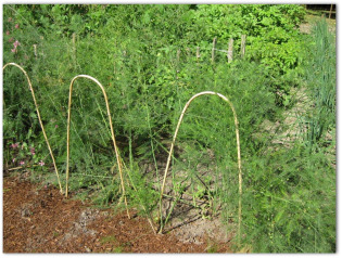 garden with asparagus plants growing  in it