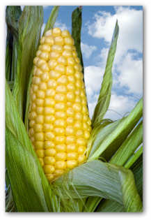 fresh corn ear