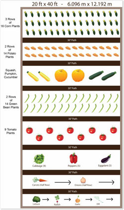 Vegetable Container Size Chart