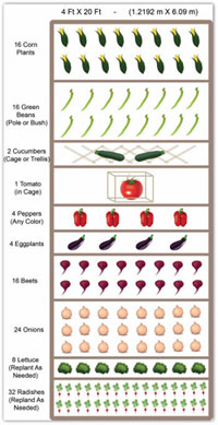 Raised Bed Vegetable Garden Layout