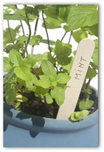 Indoor Container Gardening Tips and Ideas indoor container gardening 01