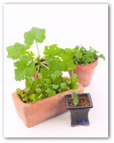 vegetable plants growing in pots