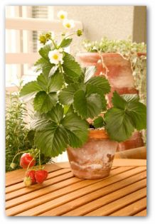 strawberry plant in a pot indoors