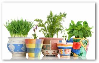 indoor herbs planted in colorful pots