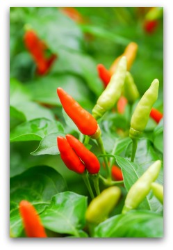 Jalapeno Peppers Growing in the Garden