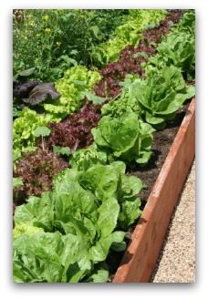 raised garden with lettuce varieties