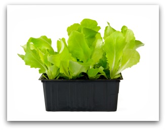 growing lettuce indoors
