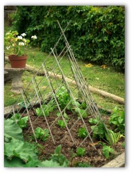 making a vegetable garden