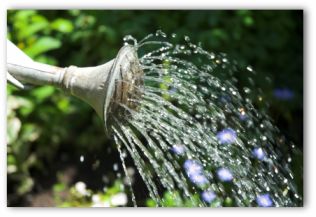 water coming out of a watering can