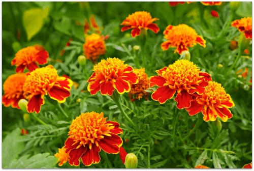 marigolds add beauty and help repel insects in the vegetable garden
