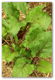 mulching a vegetable garden