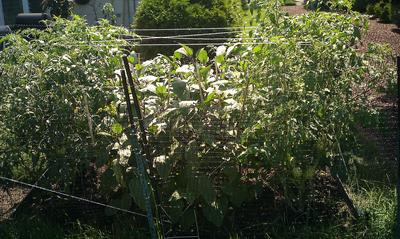 Healthy Backyard Garden Plants
