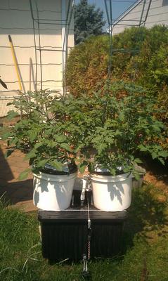 Aeroponics Chambers Cherry Super Sweets