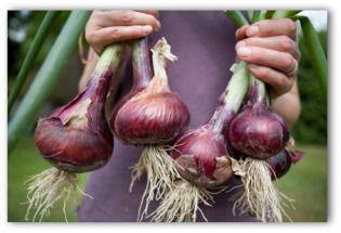 gardener holding large onions