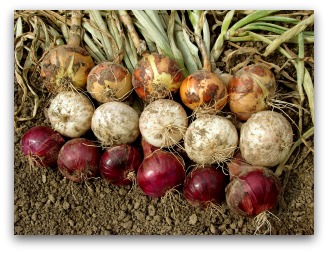 harvested onions drying before storage