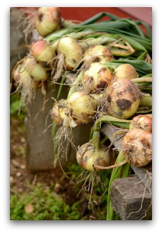 drying onions before storing