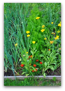 companion plant marigolds or onions to deter pests