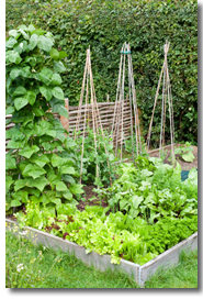 Organic Vegetable Gardening